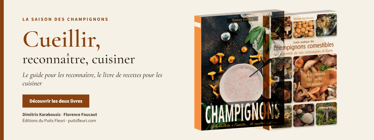 Cueillir des champignons sans risque : les 8 règles d'or